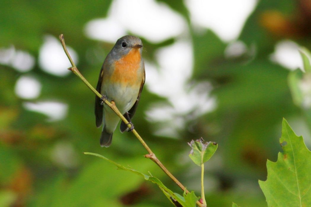 Red-breasted Flycatcher