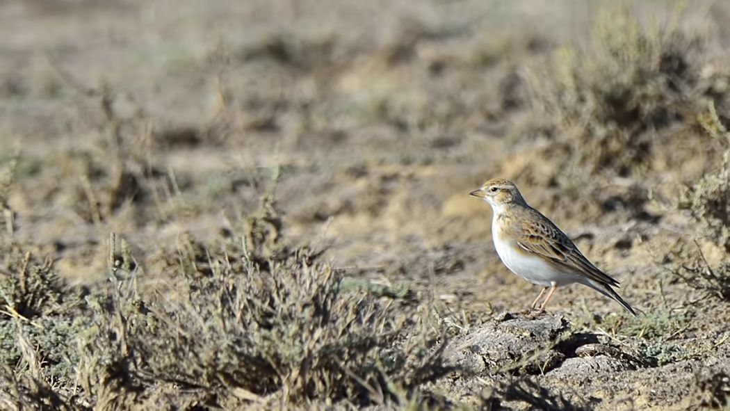 Greater Short-toed Lark