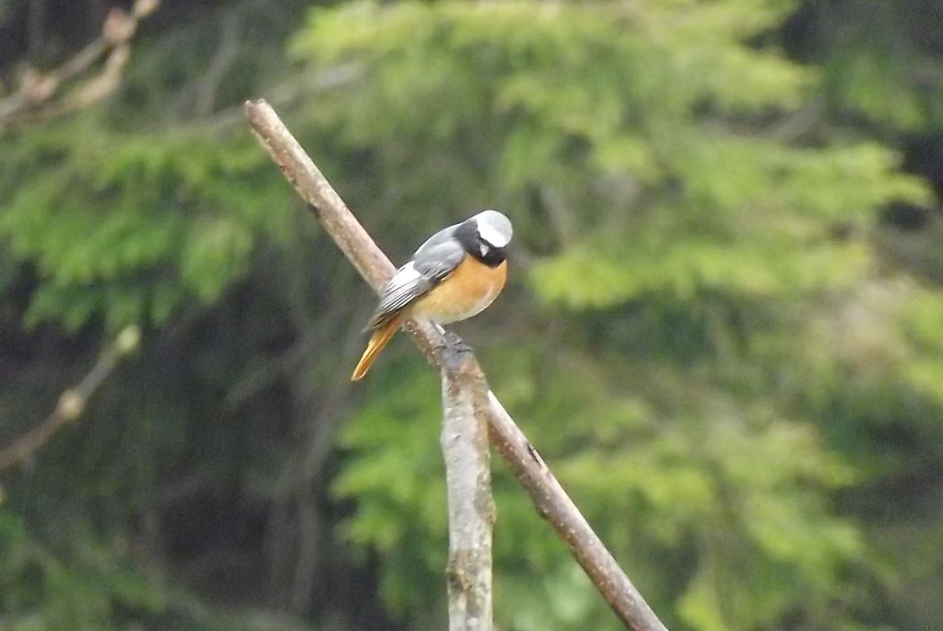 Common Redstart