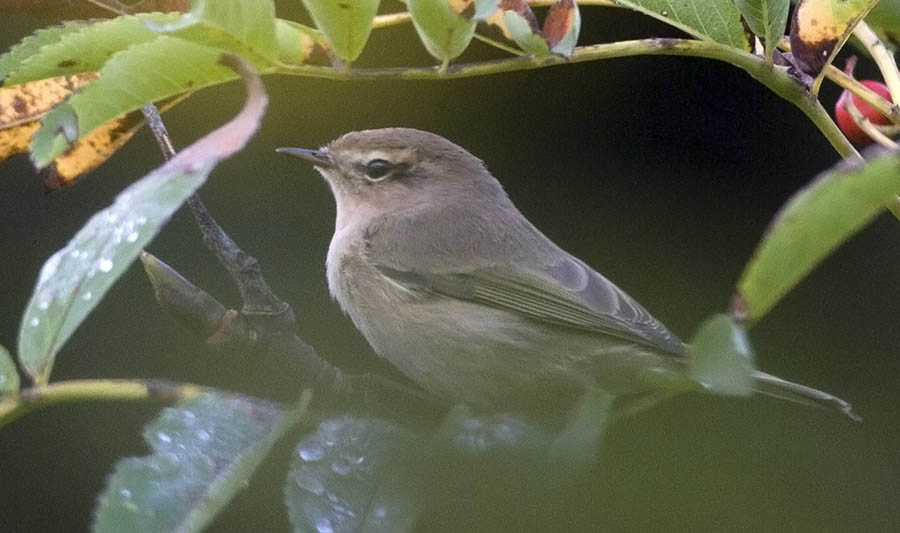 Mountain Chiffchaff