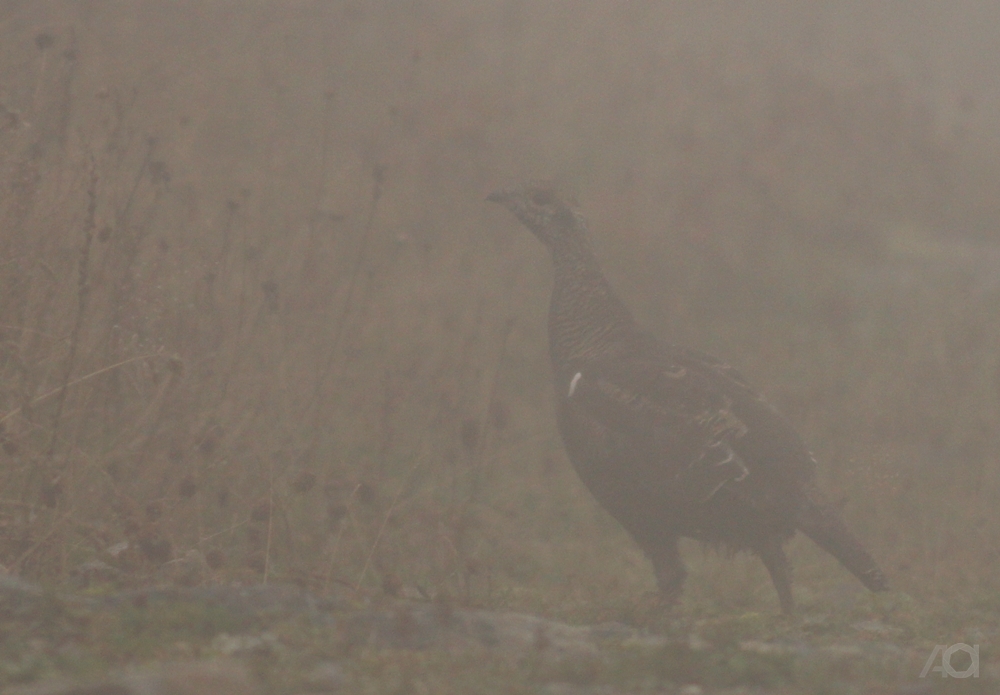 Caucasian Grouse