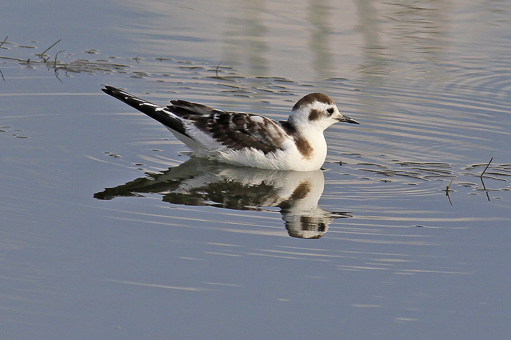 Little Gull