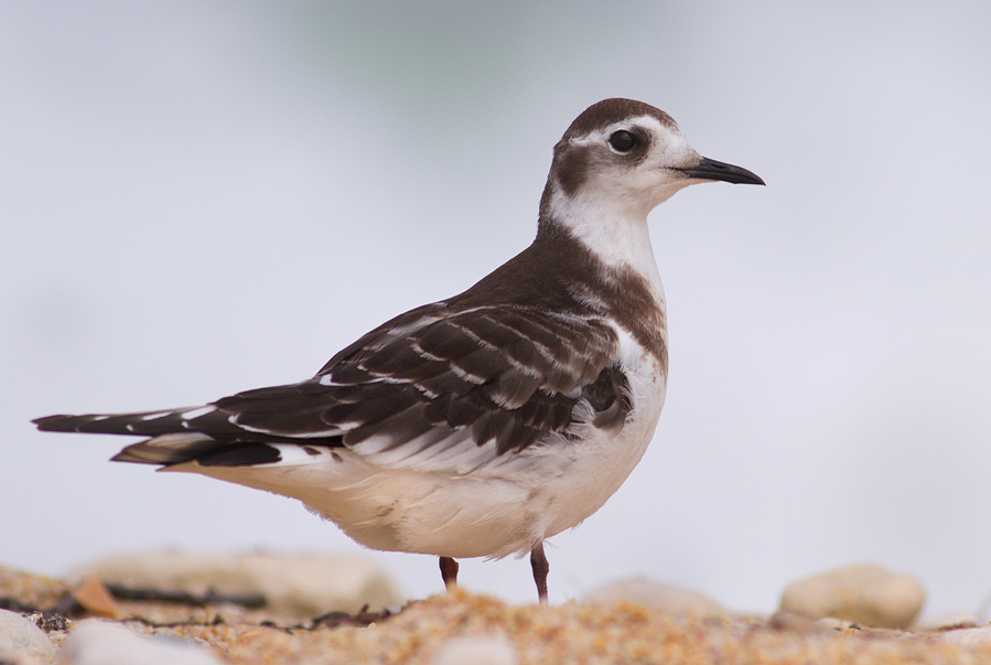 Little Gull