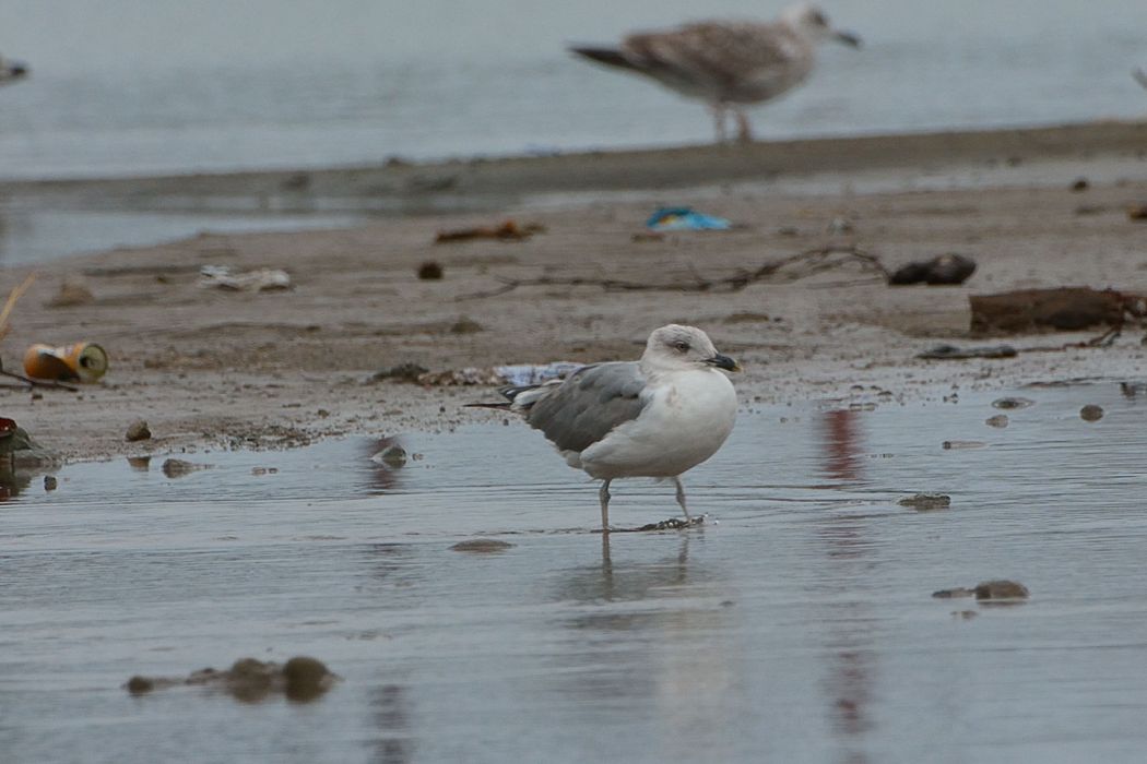 Common Gull