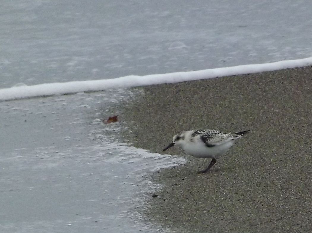 Ak Kumkuşu