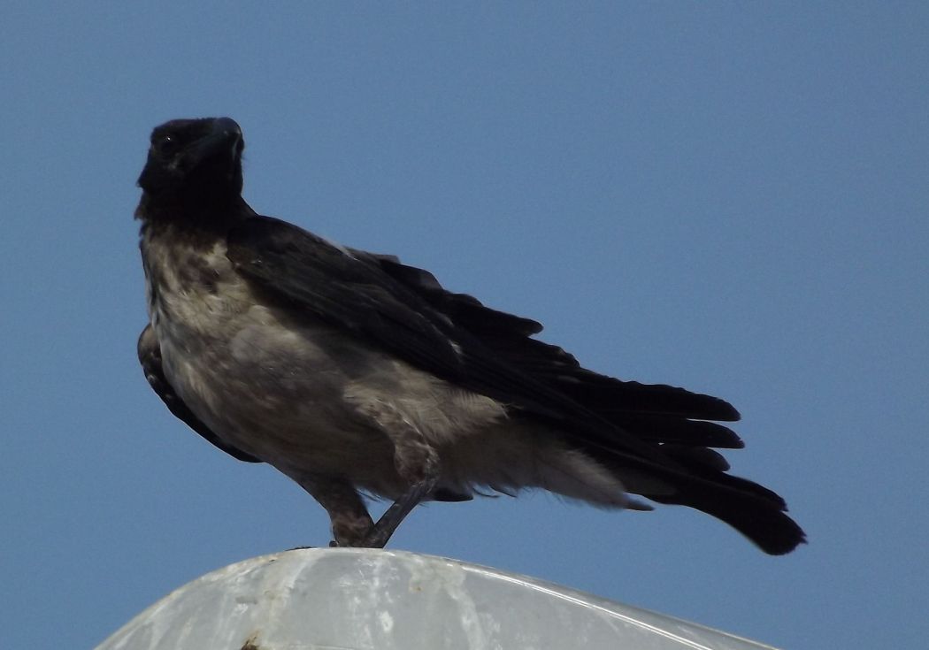 Leş Kargası
