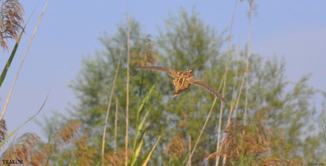 Common Quail