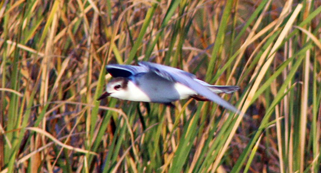 Little Gull