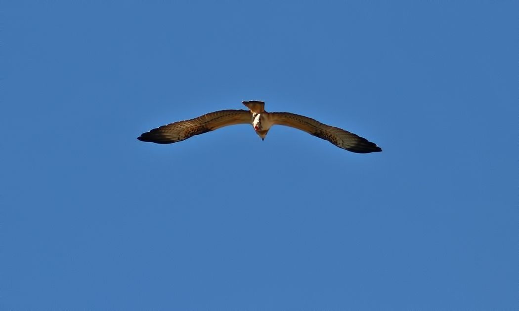 Balık Kartalı