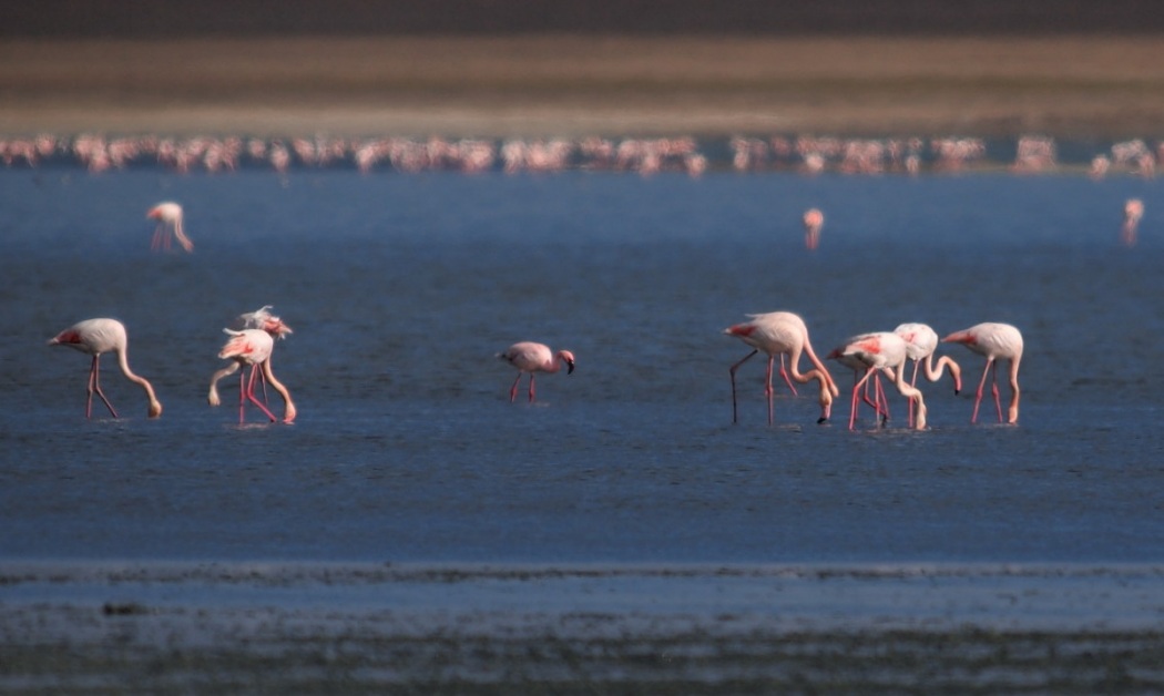 Lesser Flamingo