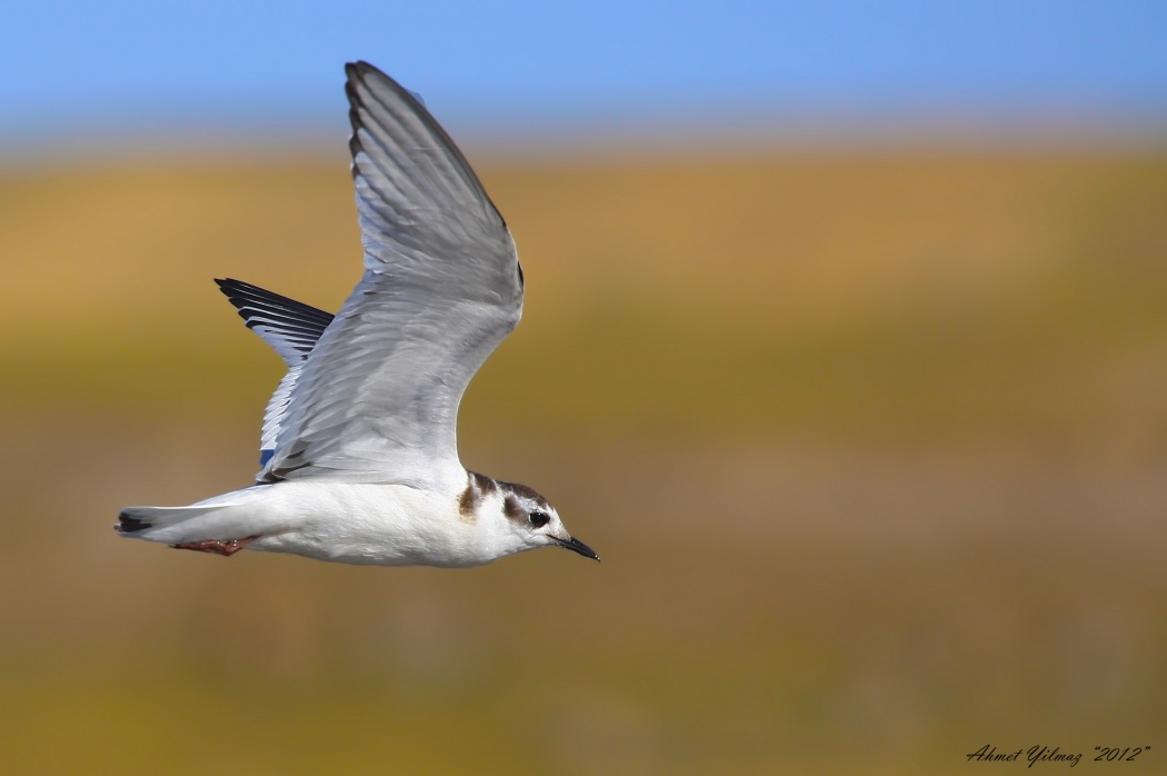 Little Gull