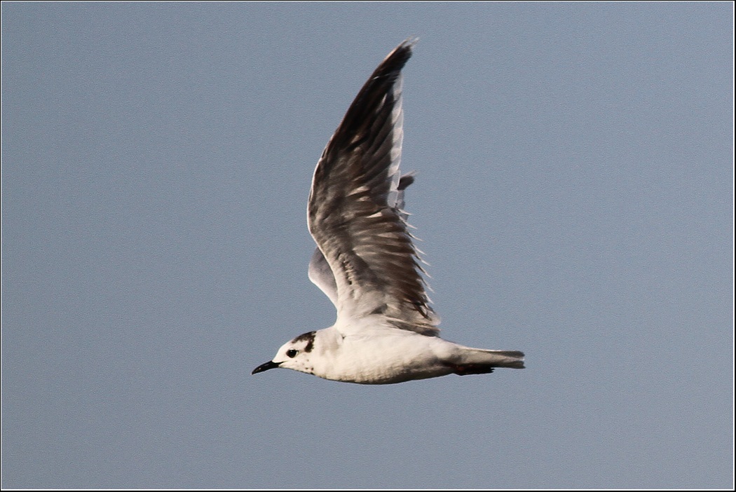 Little Gull