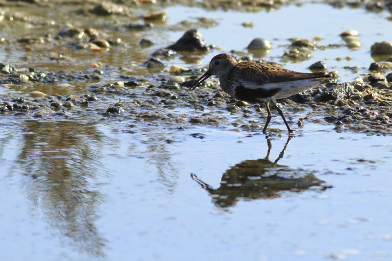 Karakarınlı Kumkuşu