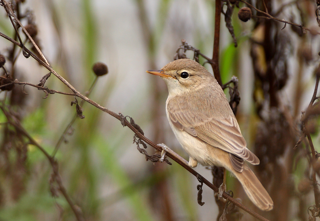 Booted Warbler