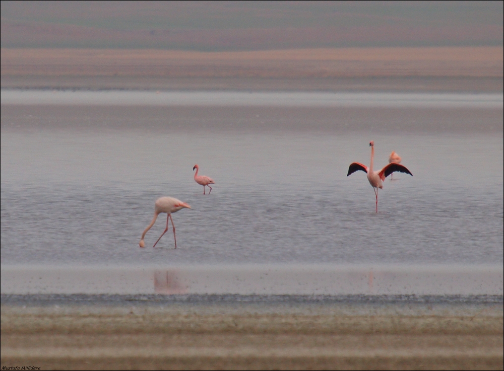 Lesser Flamingo