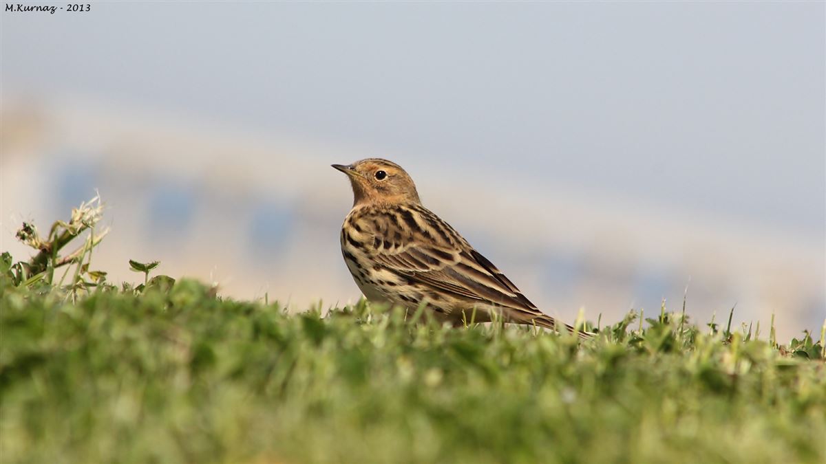 Red-throated Pipit