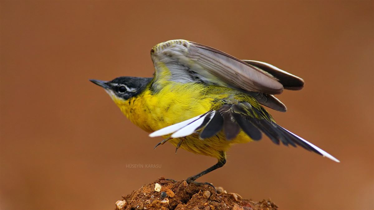 Western Yellow Wagtail