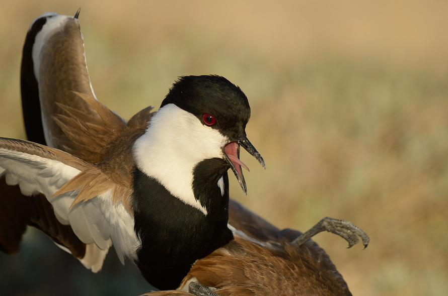 Spur-winged Lapwing