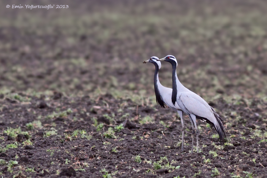 Demoiselle Crane