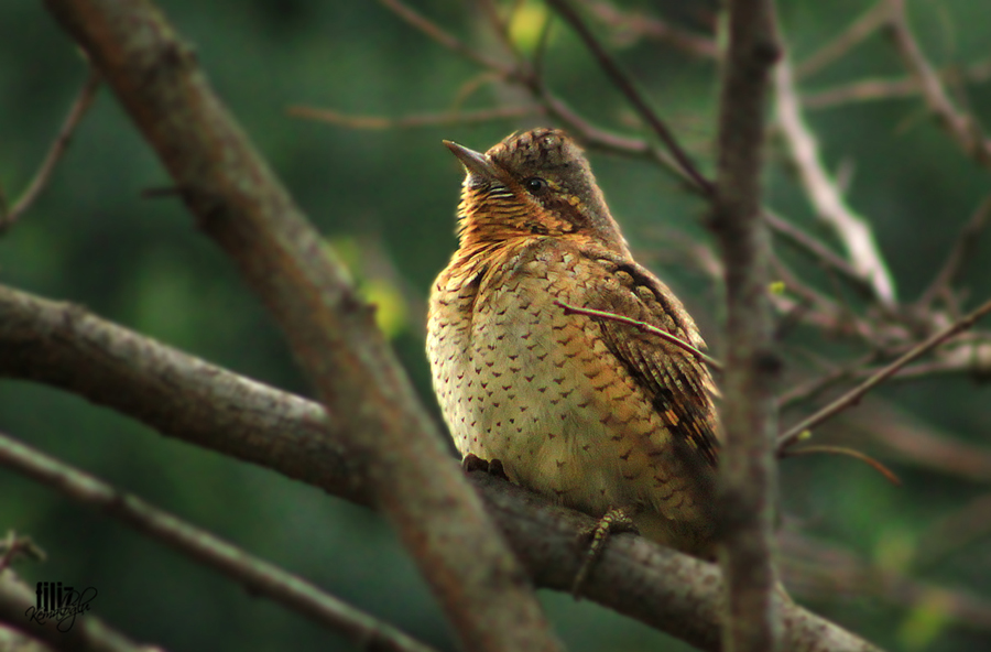 Eurasian Wryneck