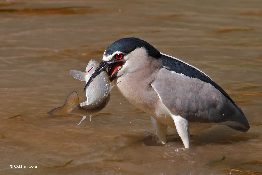 Black-crowned Night Heron