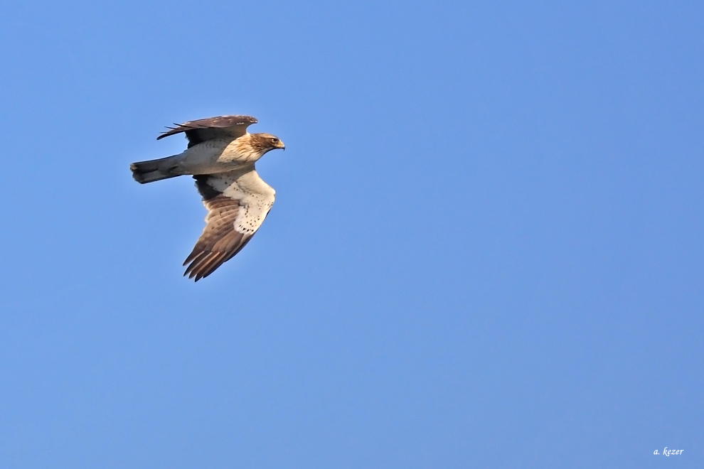Booted Eagle