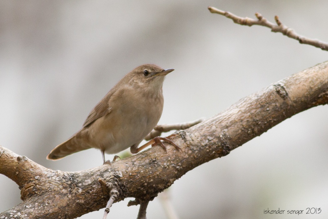 River Warbler
