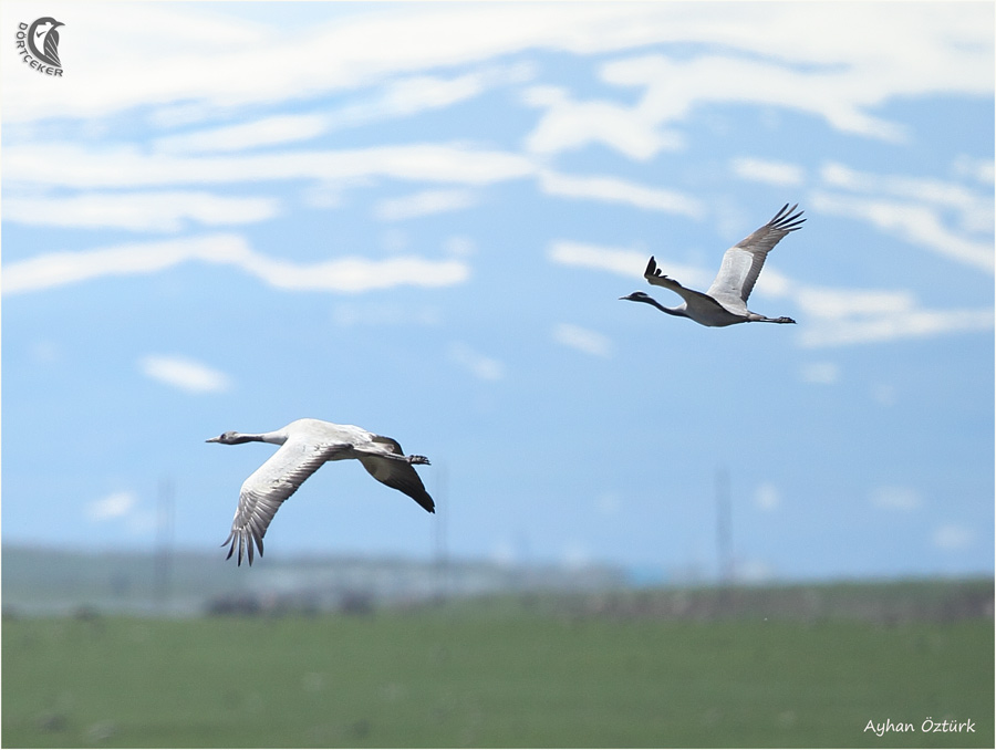 Demoiselle Crane