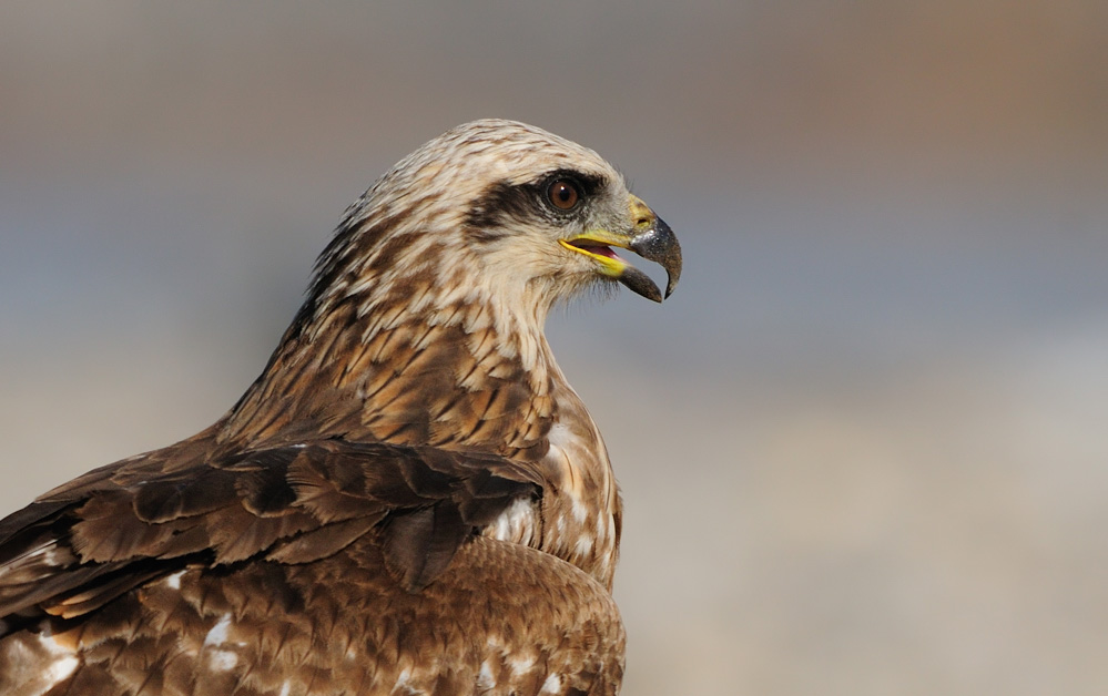 Black Kite
