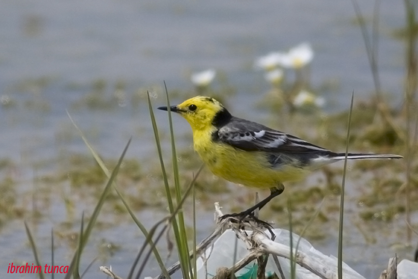 Citrine Wagtail