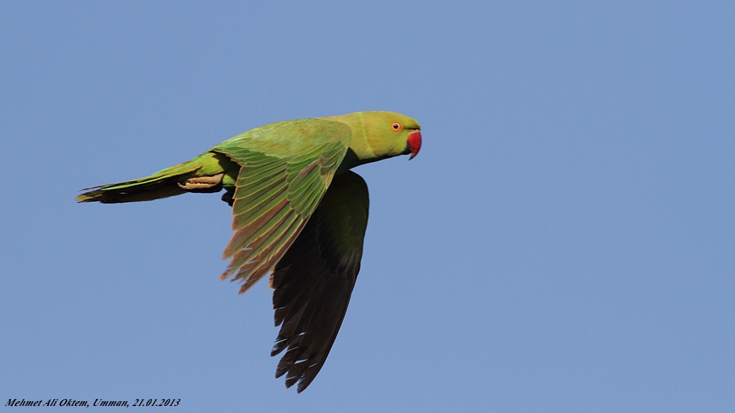 Rose-ringed Parakeet