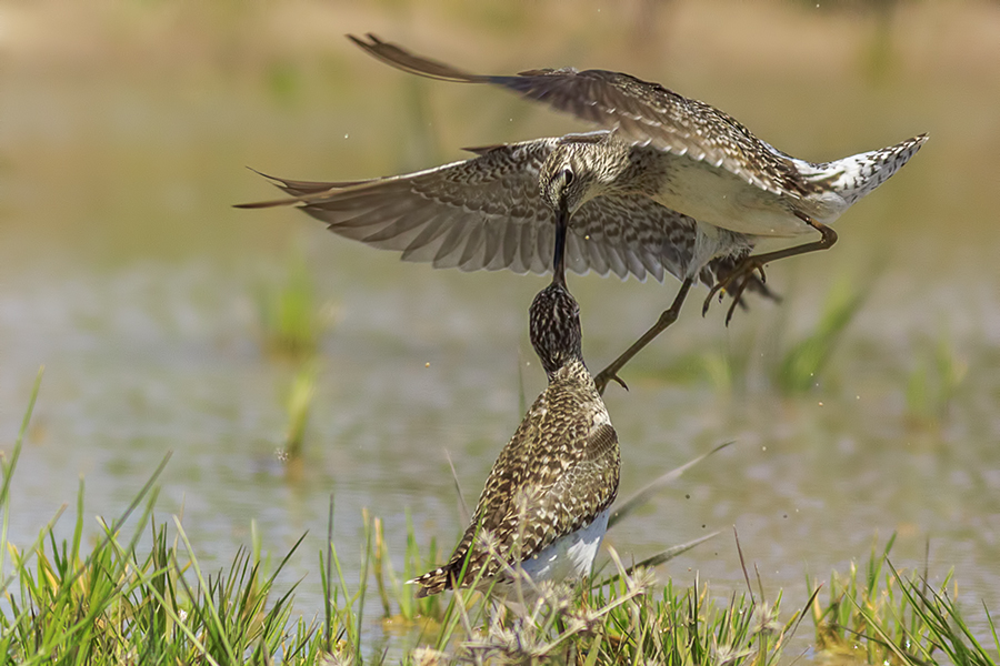 Wood Sandpiper
