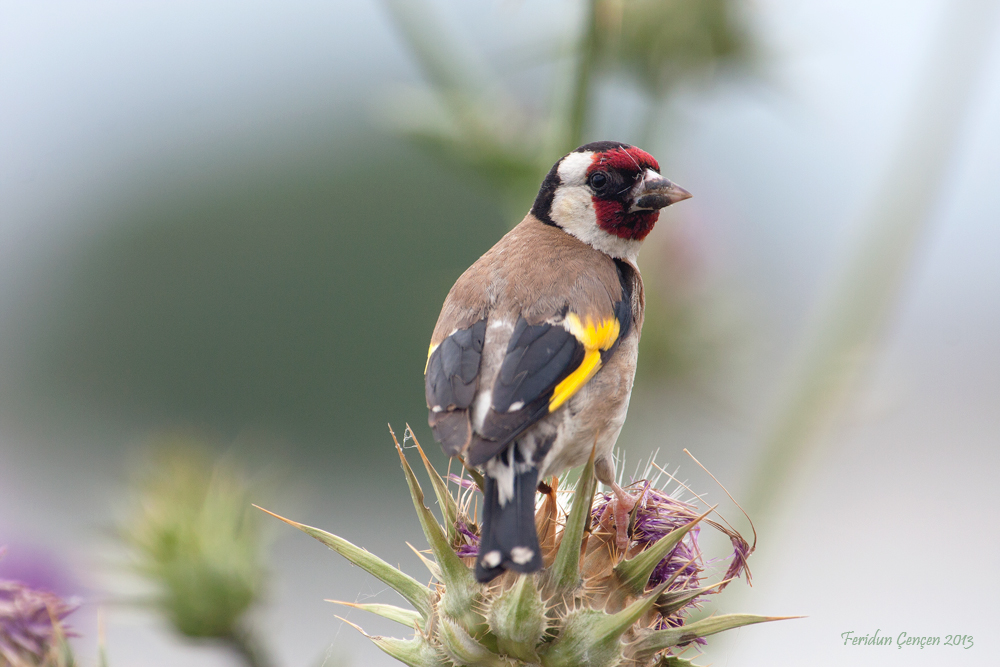 European Goldfinch