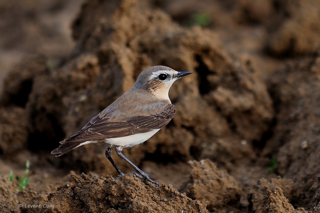 Northern Wheatear