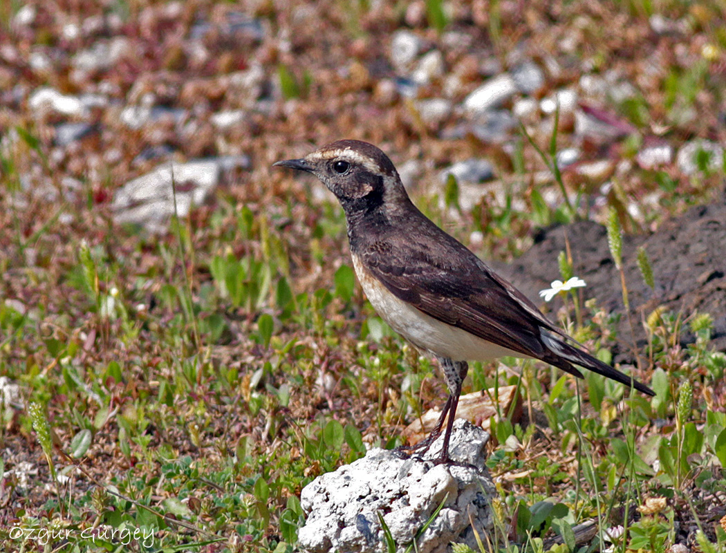 Cyprus Wheatear