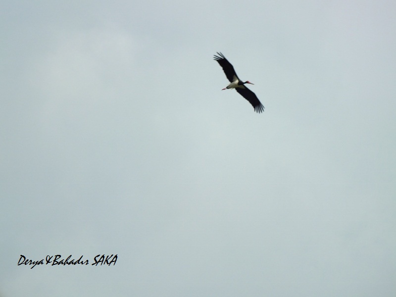 Black Stork