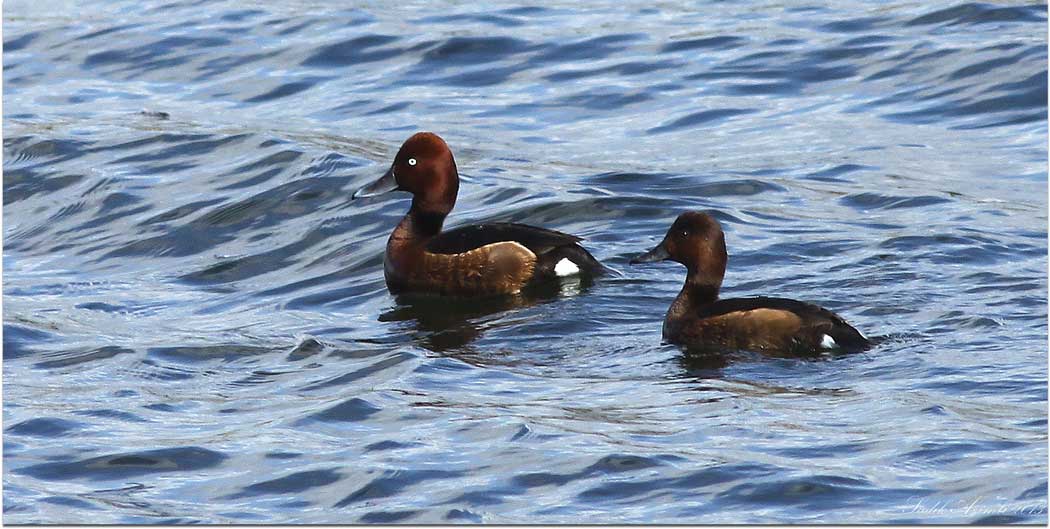 Ferruginous Duck