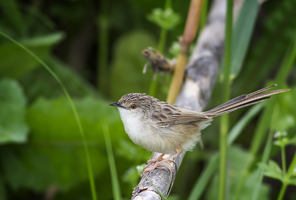 Delicate Prinia