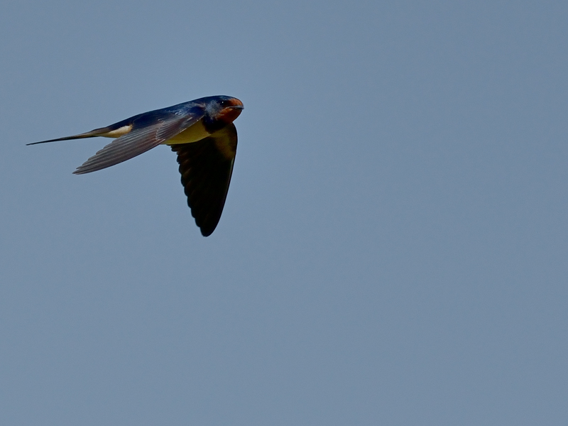 Barn Swallow