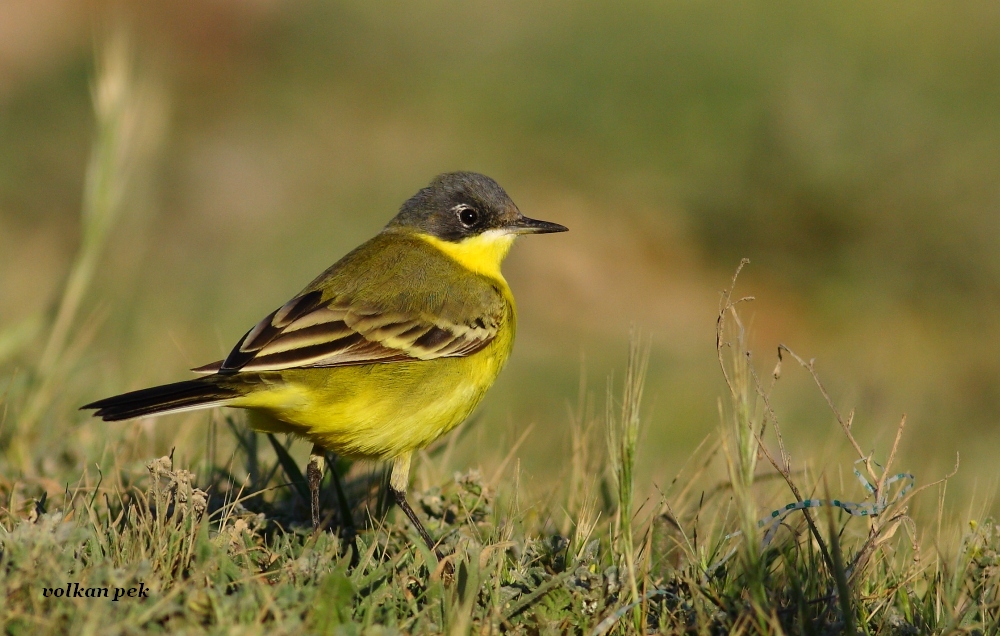Western Yellow Wagtail