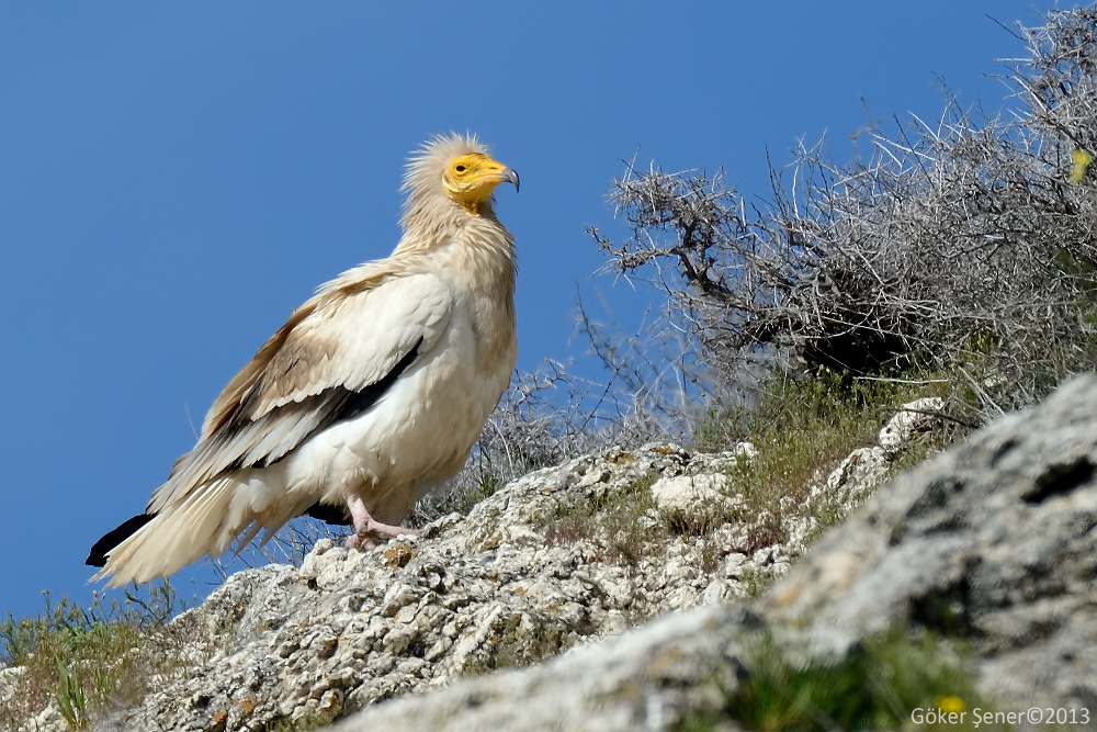 Egyptian Vulture