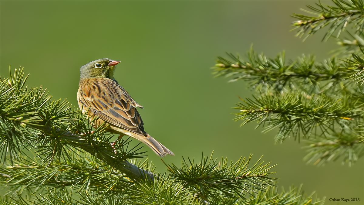 Ortolan Bunting
