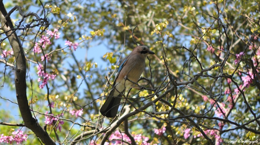 Eurasian Jay