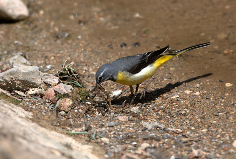 Grey Wagtail