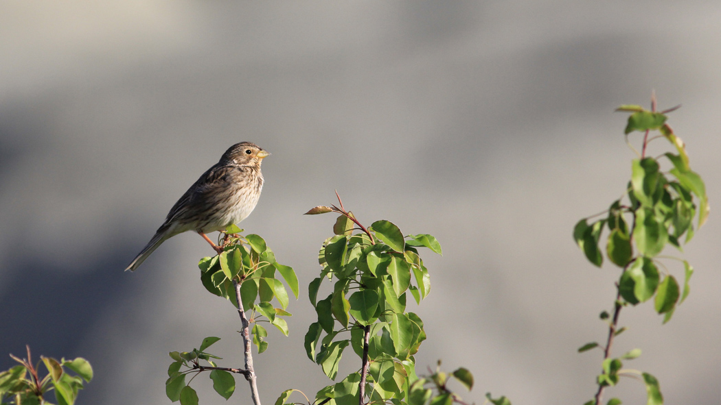 Corn Bunting