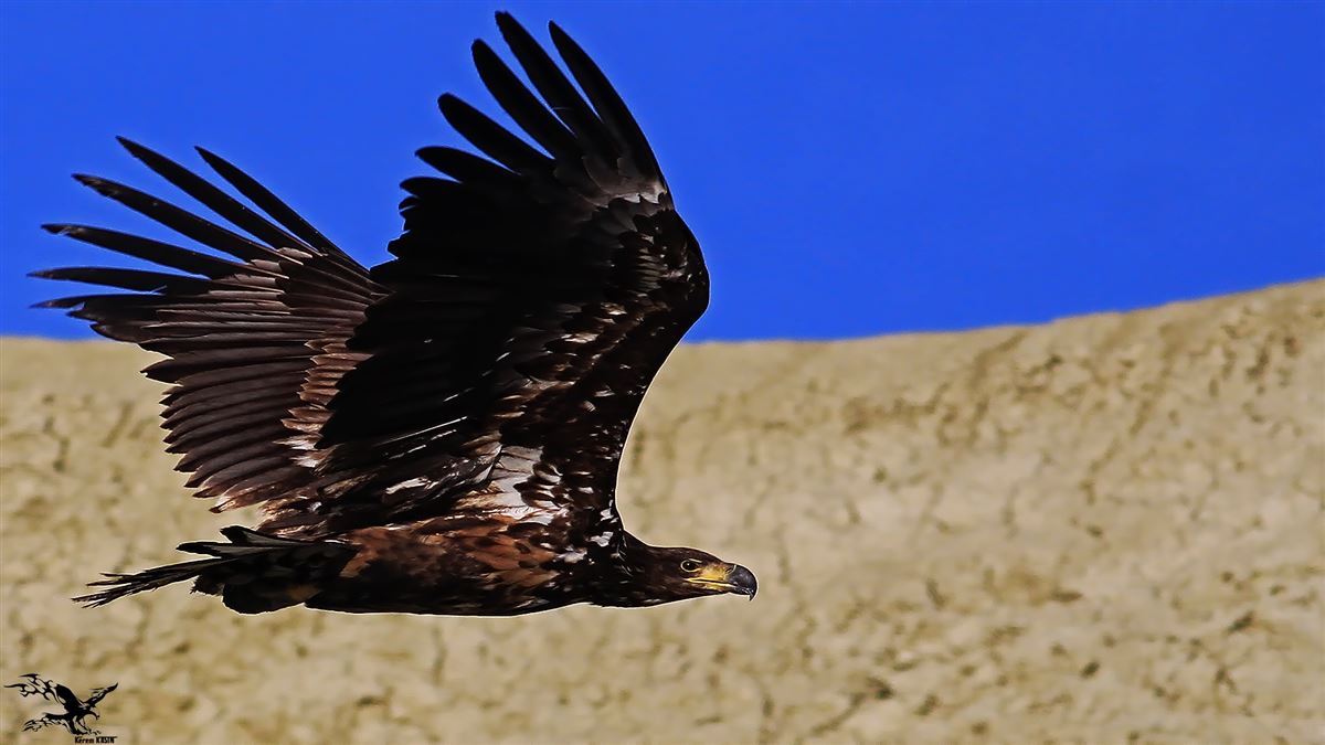 White-tailed Eagle