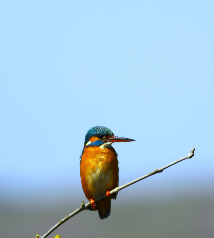 Common Kingfisher