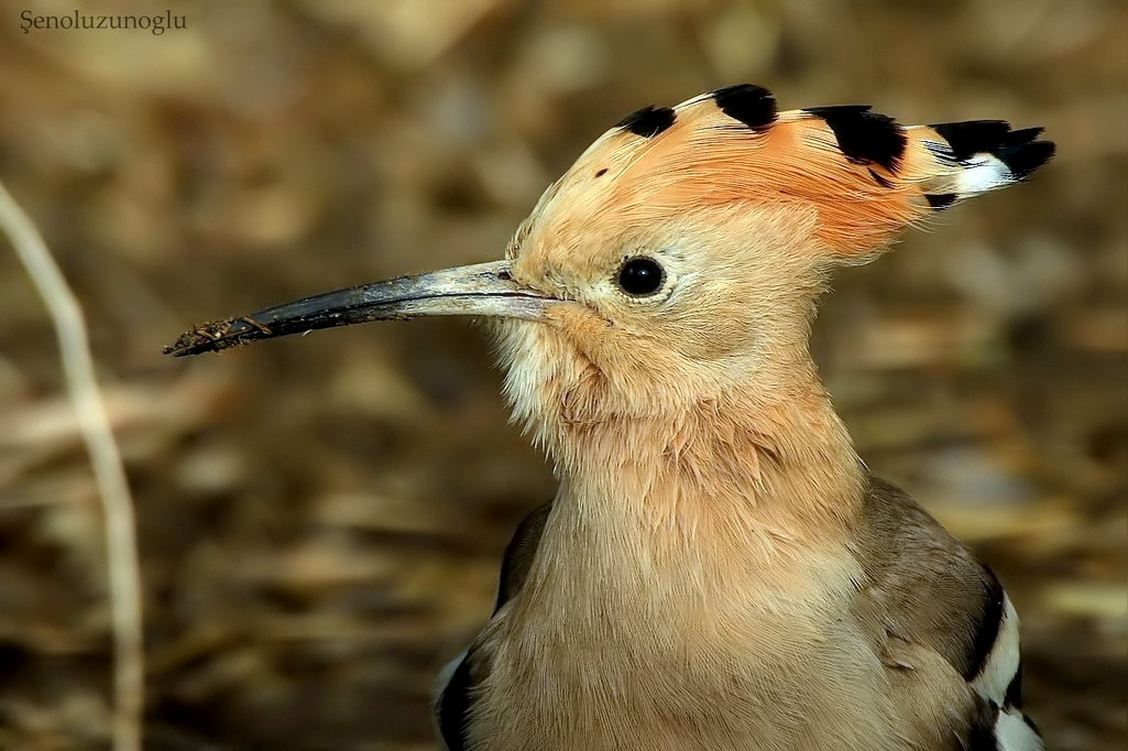 Common Hoopoe