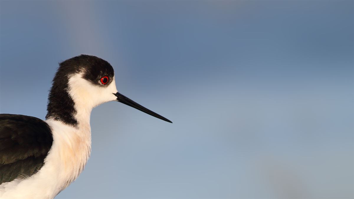 Black-winged Stilt
