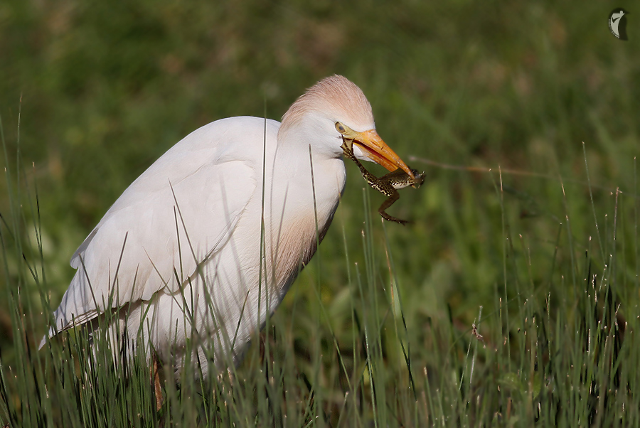 Western Cattle Egret
